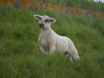 Sheep on grassy field