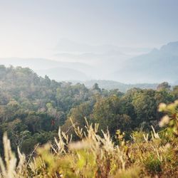 Trees on field against sky