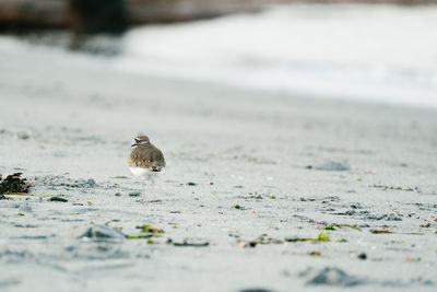 Bird perching on a beach