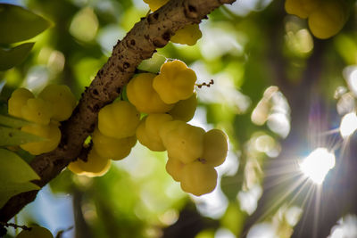 Close-up of fruit growing on tree