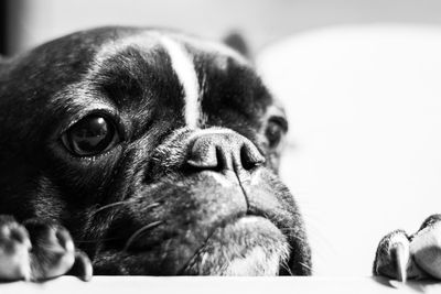 Close-up portrait of pug