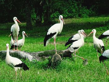 View of birds on field