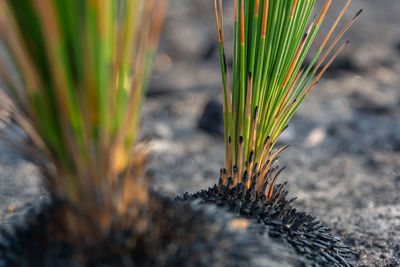 Fresh grass tree, xanthorrhoea leaves growing in a forest near sydney after bushfires in 2019.