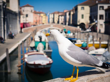 Seagull on a boat in canal