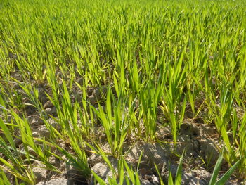 Full frame shot of corn field