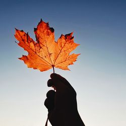 Low angle view of maple leaves against sky