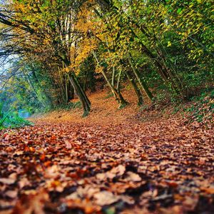 Fallen leaves on footpath in forest during autumn