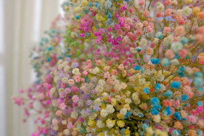 Close-up of pink flowering plant