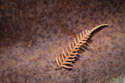 Starfish on sand