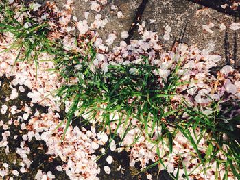 Close-up of pink flowers