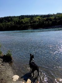 Dog on lake by trees against sky