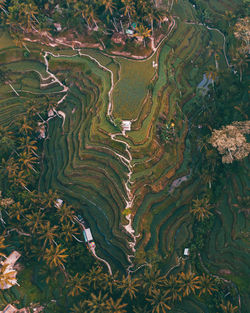 High angle view of agricultural field