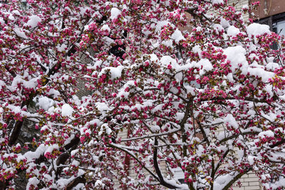 Low angle view of pink flowering tree