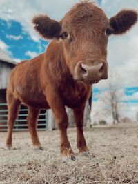 Portrait of cow standing on field