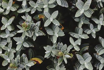 Close-up of plants