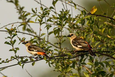 Bird perching on a tree