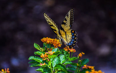 Close-up of butterfly pollinating on flower