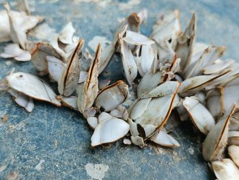 High angle view of shells on ground