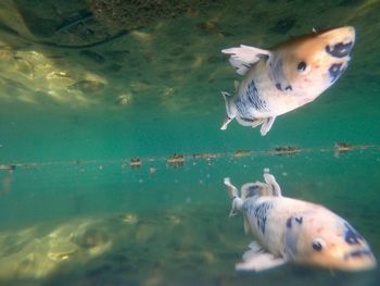 View of fish swimming in sea