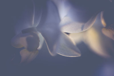 Close-up of flower against blurred background