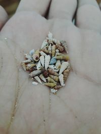 Close-up of hand holding seashells