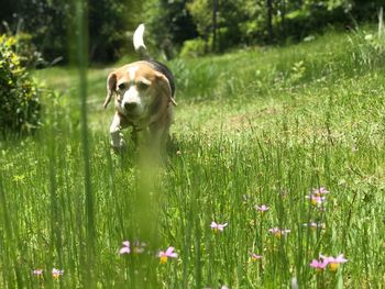 Dog running in field