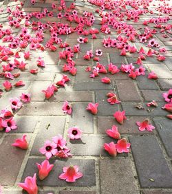 Close-up of pink flowers