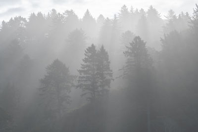 Atmospheric shot of fir trees layered in the mist 