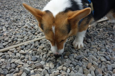 High angle view of dog on stone