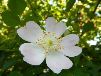 Close-up of white flower