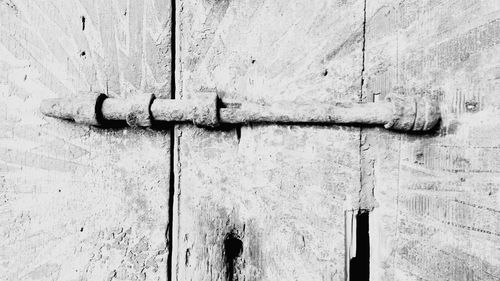 Close-up view of leaf