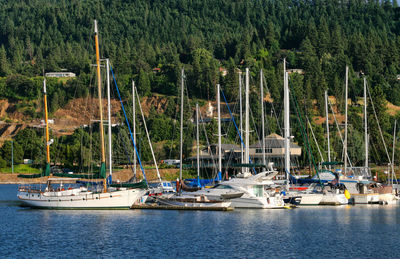 Sailboats moored in harbor