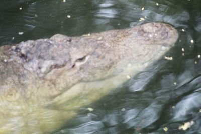 High angle view of crocodile swimming in sea
