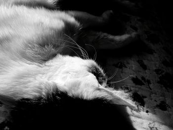domestic cat