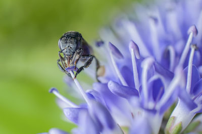 Close-up of insect on purple flower