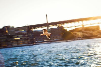 Close-up of bird flying over river against sky