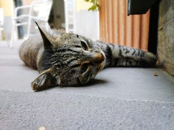 Close-up of a cat sleeping