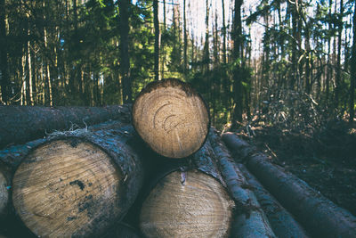 Close-up of logs in forest