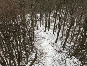 Bare trees in forest during winter