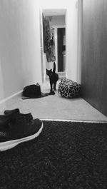 Cat sitting on chair at home