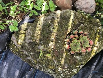 High angle view of succulent plant on rock