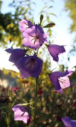 Close-up of purple flowers blooming at park