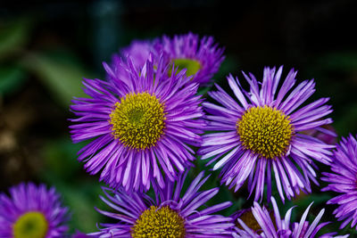 Close-up of purple flowers