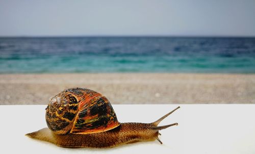 Close-up of snail on beach against clear sky