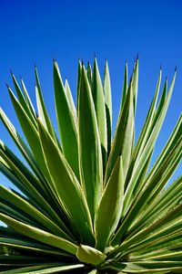 Close-up of palm tree against blue sky