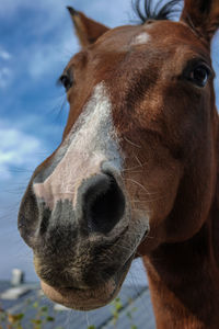Close-up of a horse