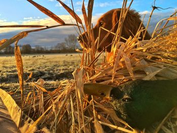 Golden retriever by hay in field