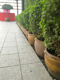 Close-up of plants on table