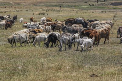 Flock of sheep on field