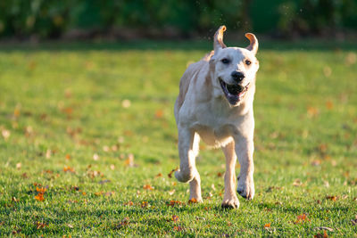 Portrait of a dog running on field